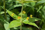 Whorled yellow loosestrife